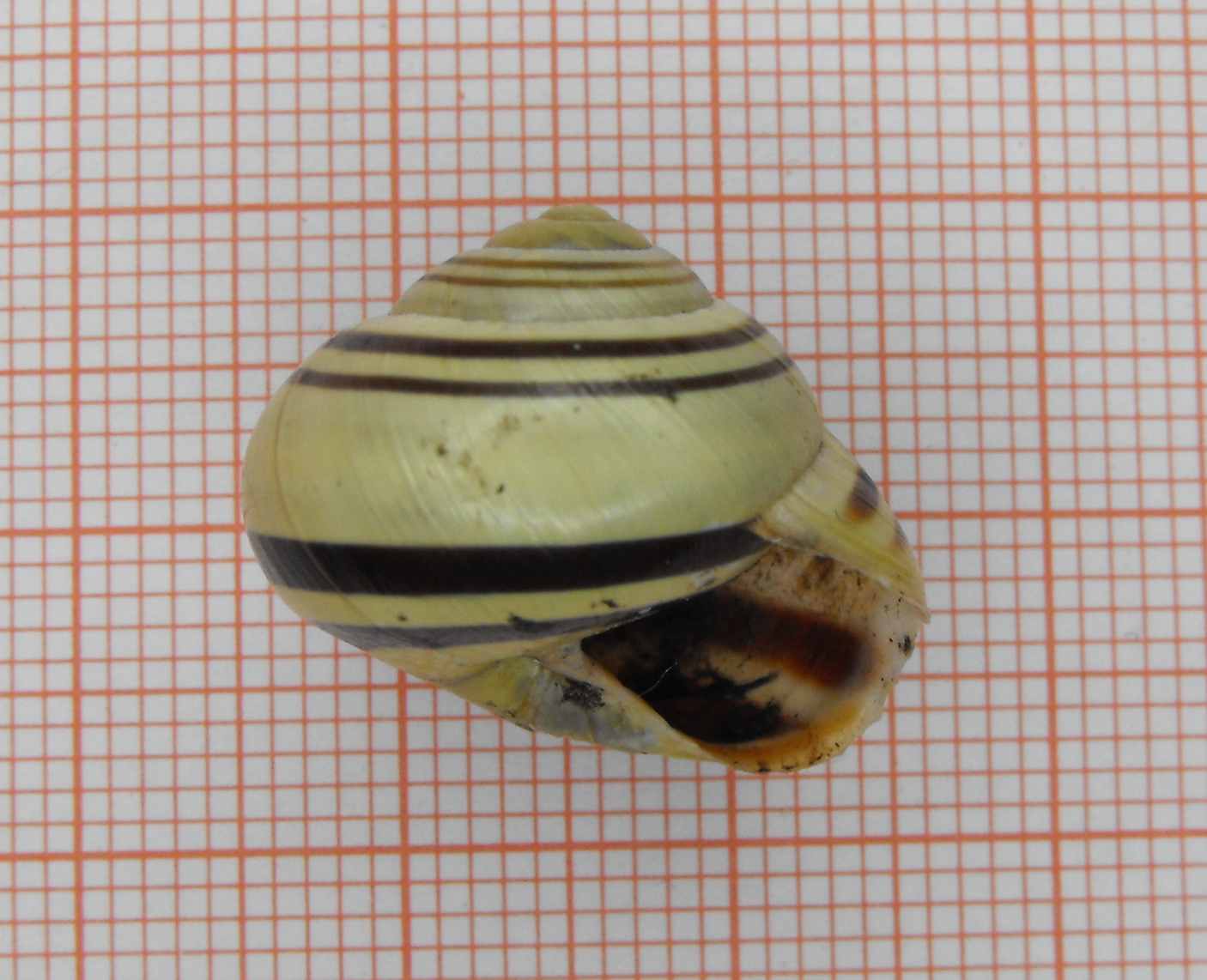 Cepaea nemoralis e C.hortensis: variazioni e  differenze